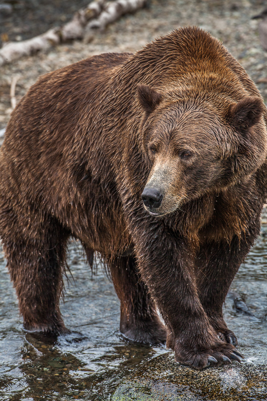 Grizzly sizes up his surroundings before while fishing along the river.   Bears can get over 2lbs a day eating large quantities...