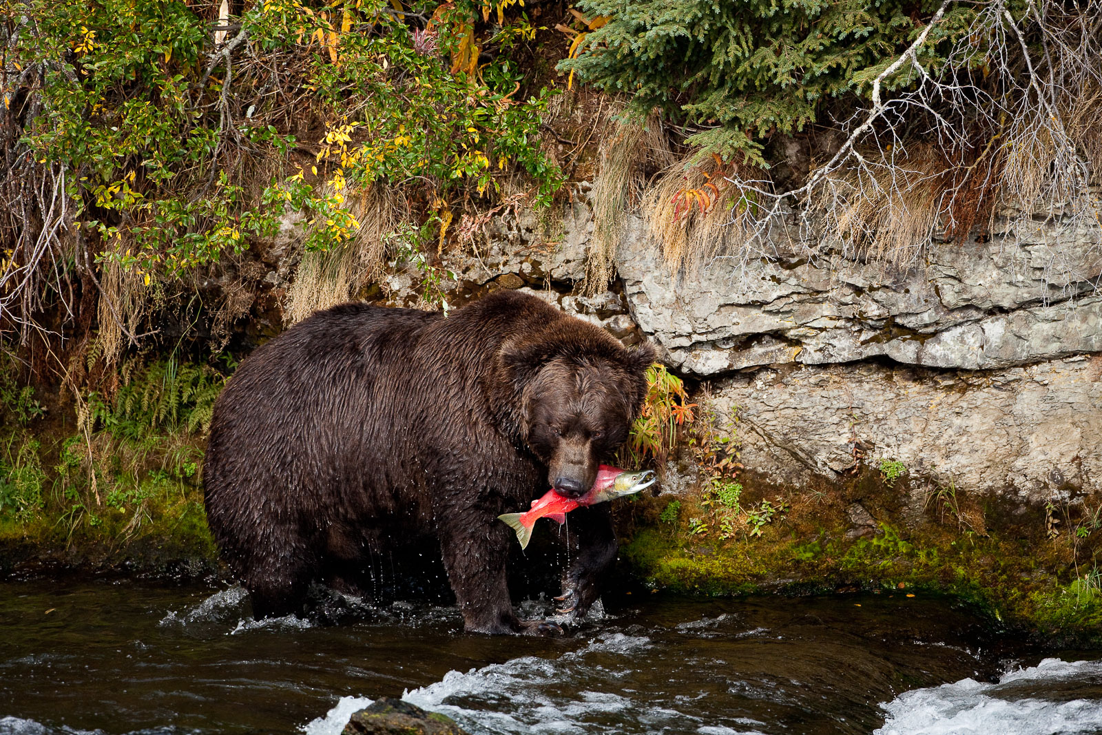 With salmon in mouth this fisher is a true survivor.   Stocking up to 90lbs of fish a day to back on the pounds to survive hibernation...