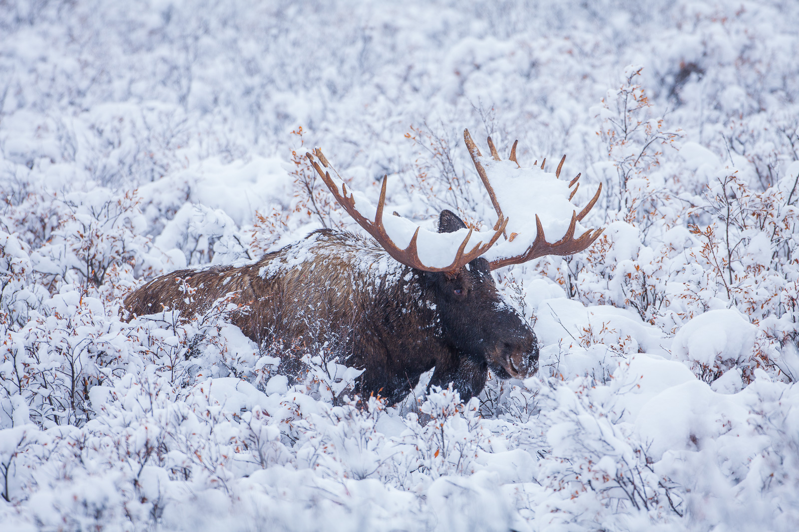 Although seemingly small in the snowy brush this big bull stands over 7 feet tall plowing his way through the fresh snow.