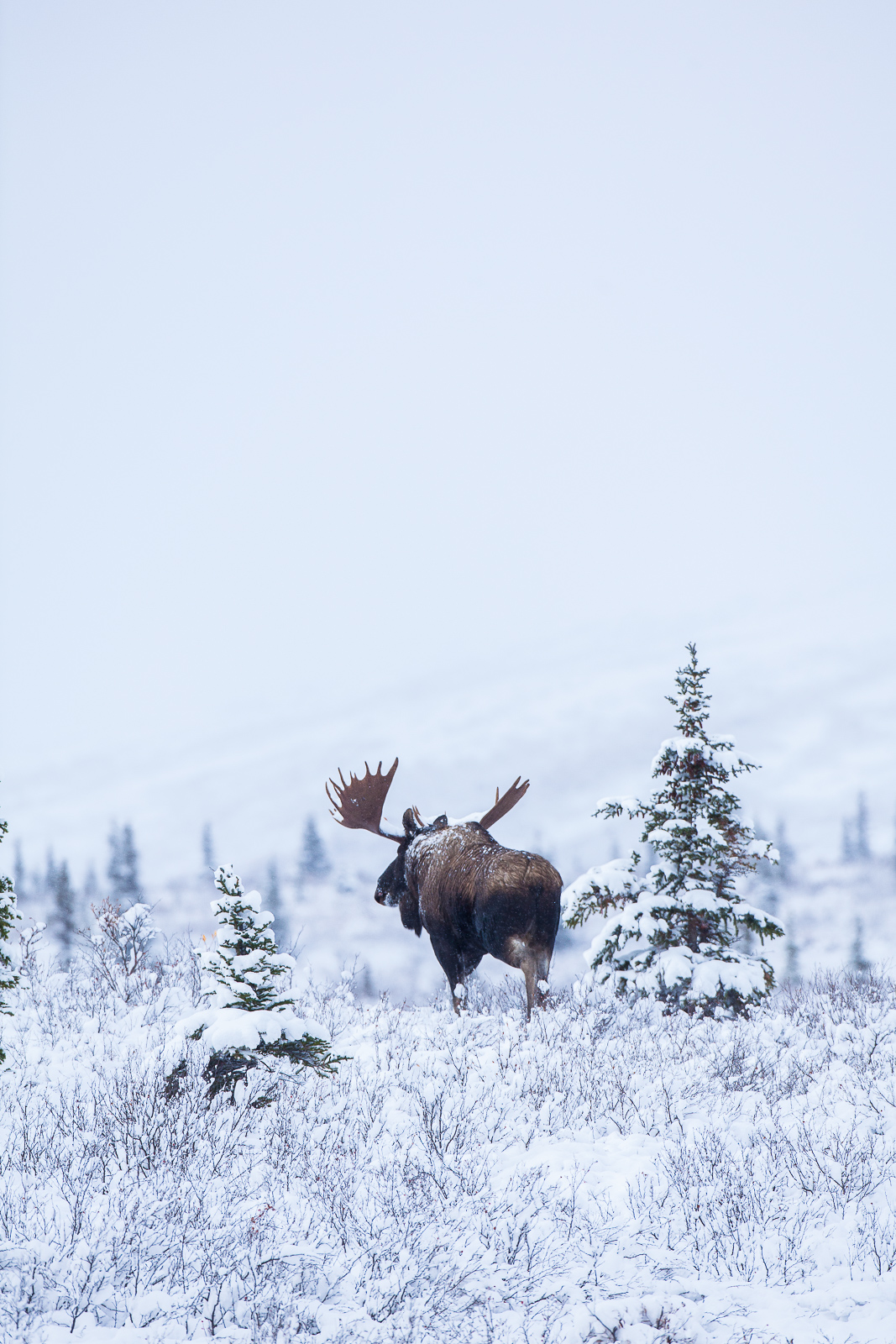 Moose walking tall in the fresh autumn snow.