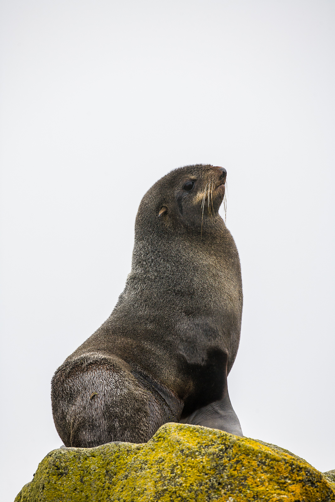 Fur Seal in full pose.  Dignity takes all forms and this one has it down pat.