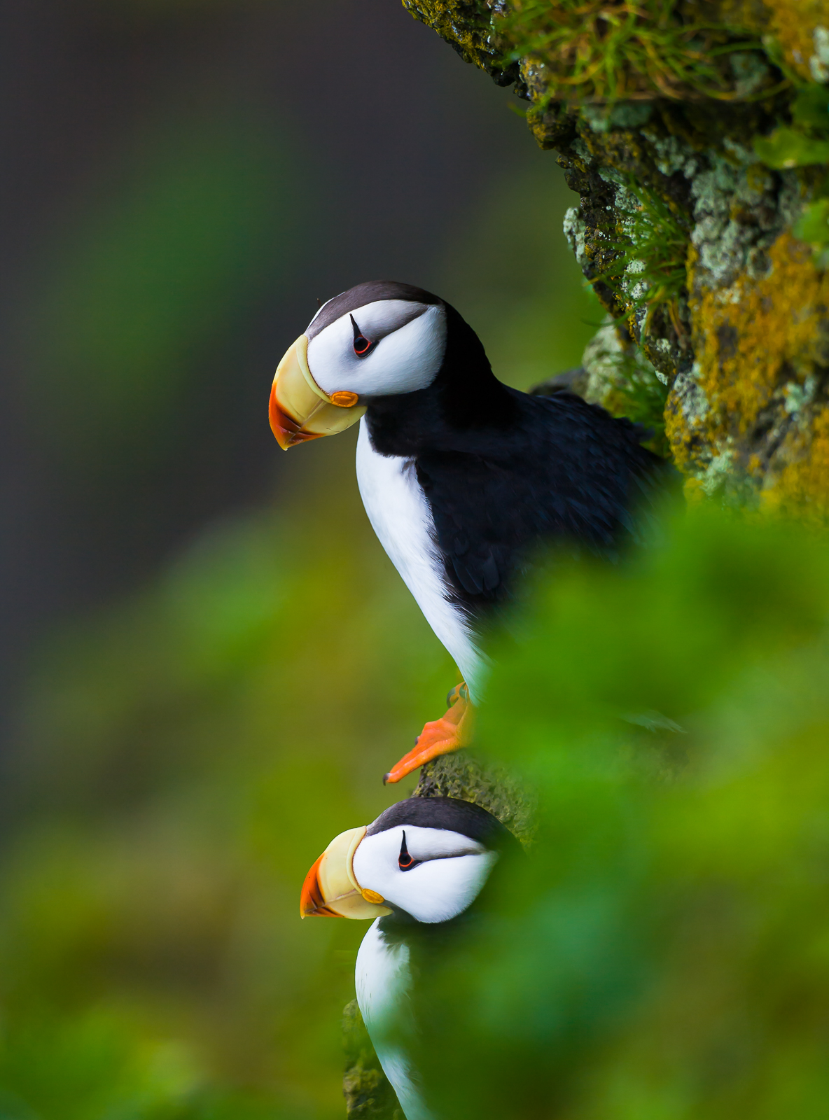 Horned Puffins call the cliff's edge their home.  Primarily surviving on a diet of fish their unique small black "horn" above...