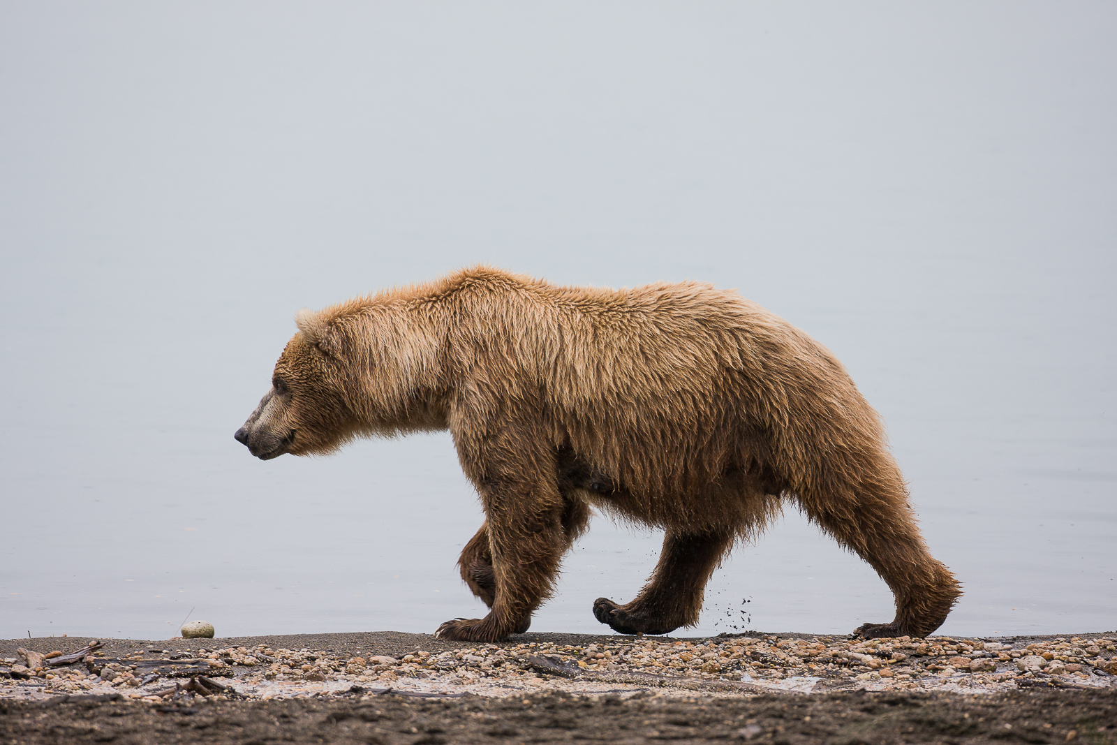 Bears use the beach areas in hope to catch a sockeye salmon along the shoreline.    Frequently you will see the same bear touring...