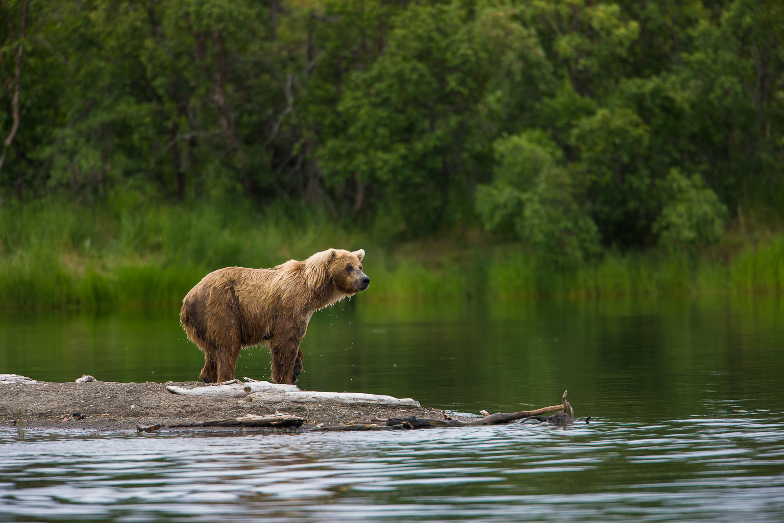 Upon the peninsula this bear searches for salmon that swim to close to the shores for their own good.