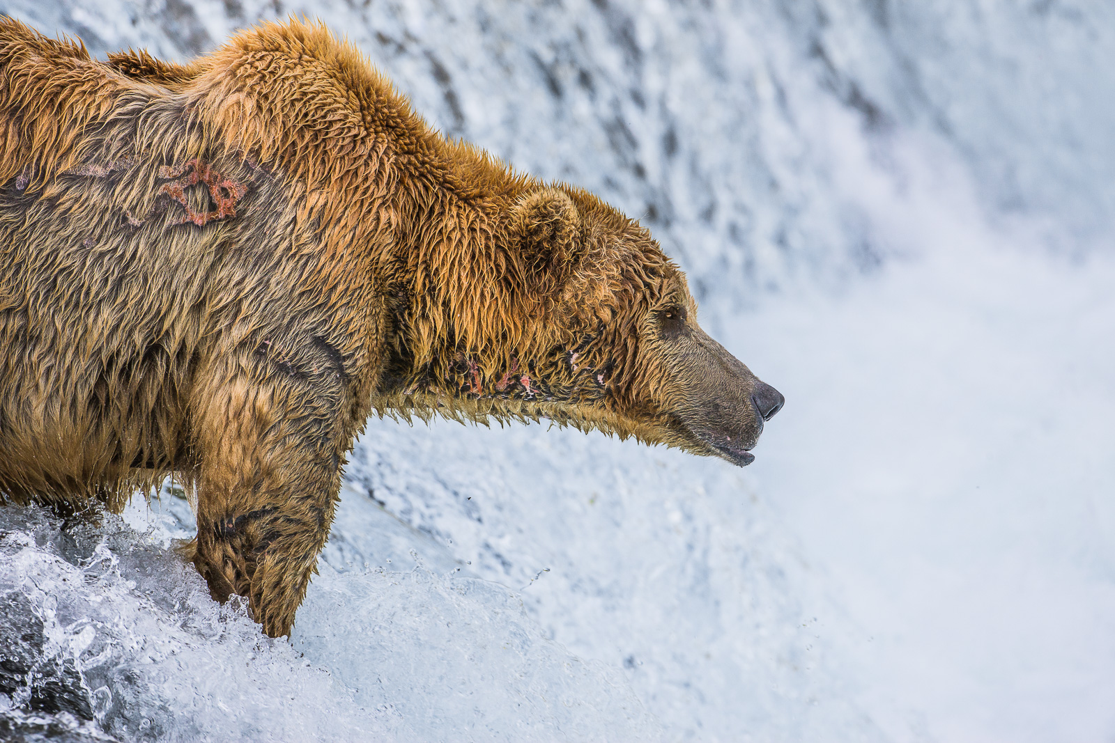Hunter on the falls testing his quick jaw on the passing salmon. The first major salmon run of the season has started and the...