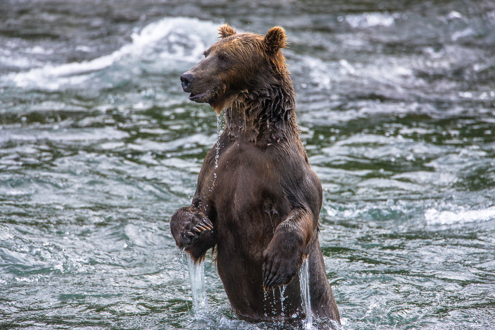 Grizzly merges from the waters after trying his fishing technique of diving for salmon.   A proven success in the past keeps...