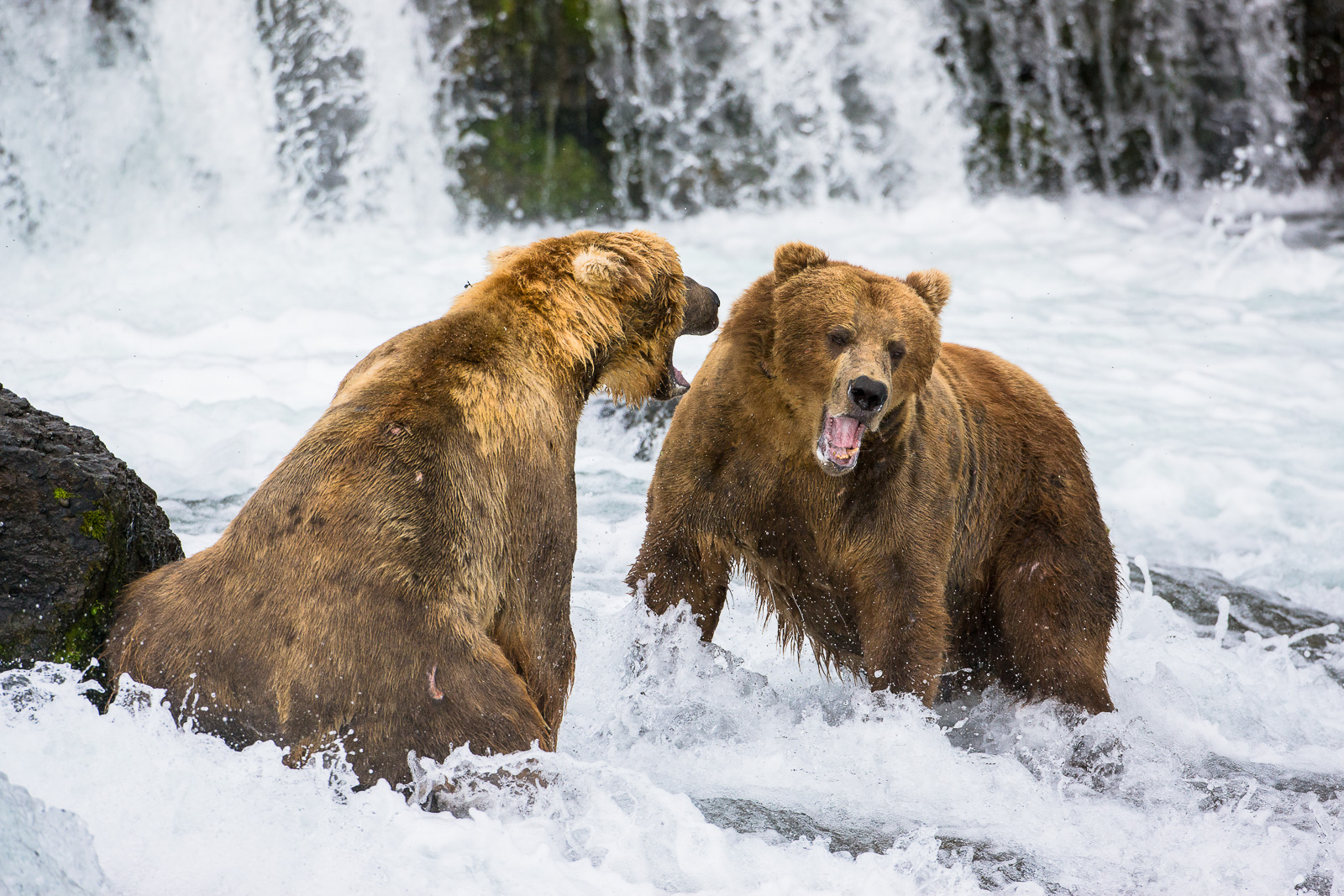 A fierce territorial battle between two grizzlies over fishing rights erupts.  Although, most battles are full of intense posturing...