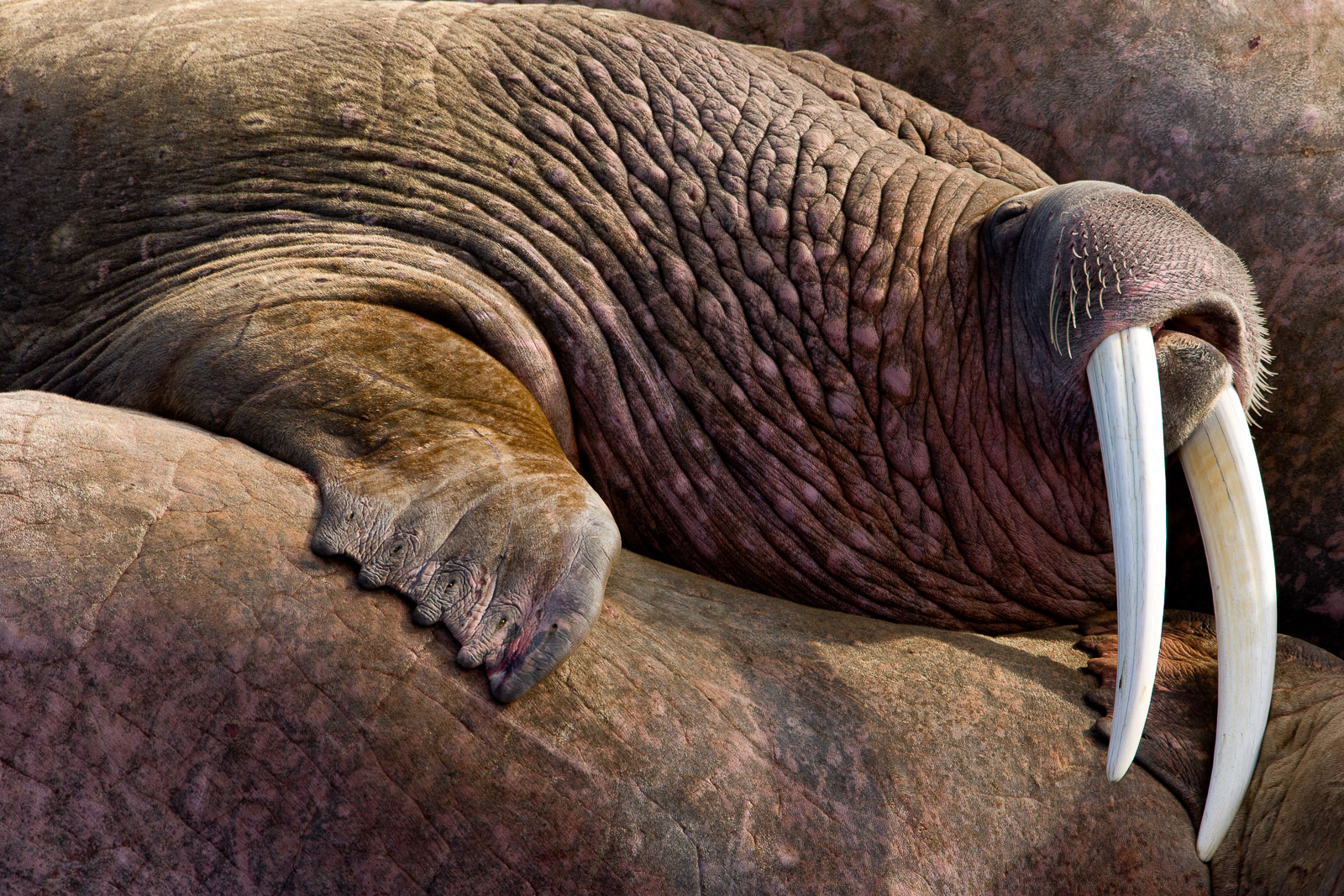 Walruses haul out onto rocky beaches each summer while the females raise the young up north. Though they can be loud, temperamental...