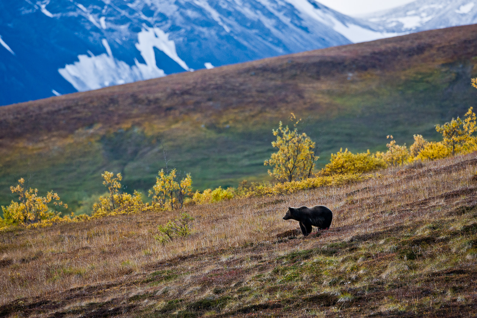 Grizzly along the mountain range in Alaska.