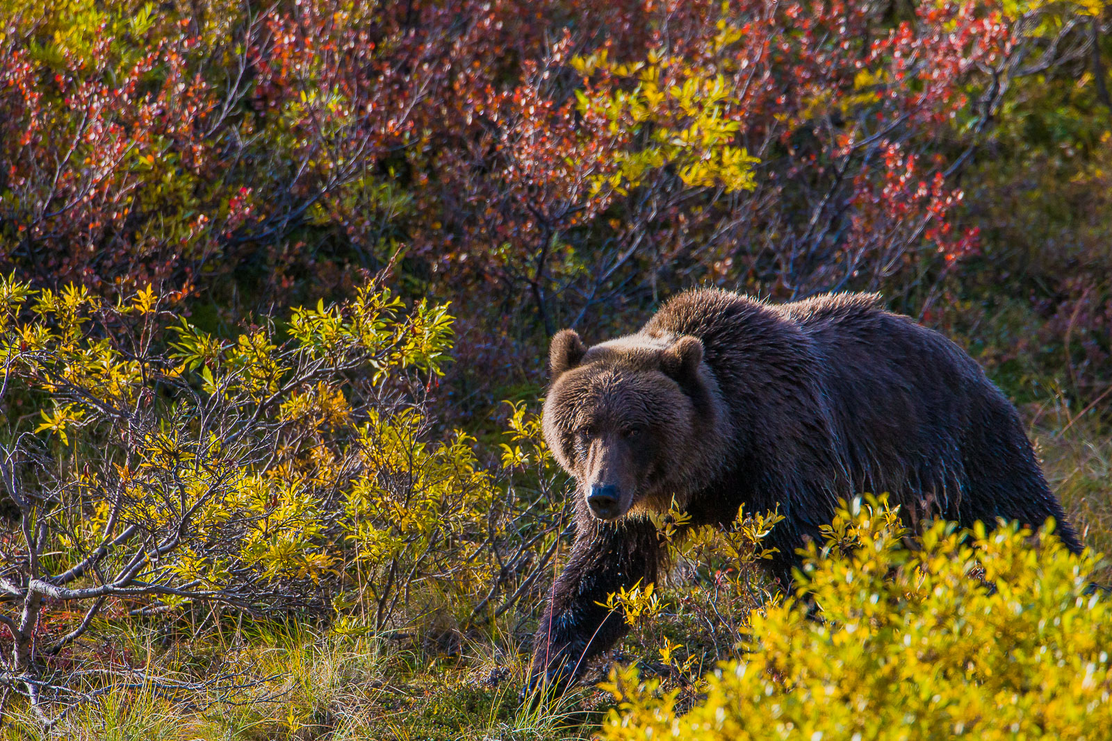 When a Griz approaches without pause you move and move quickly.   With a constant hunger as the autumn season begins to lean...