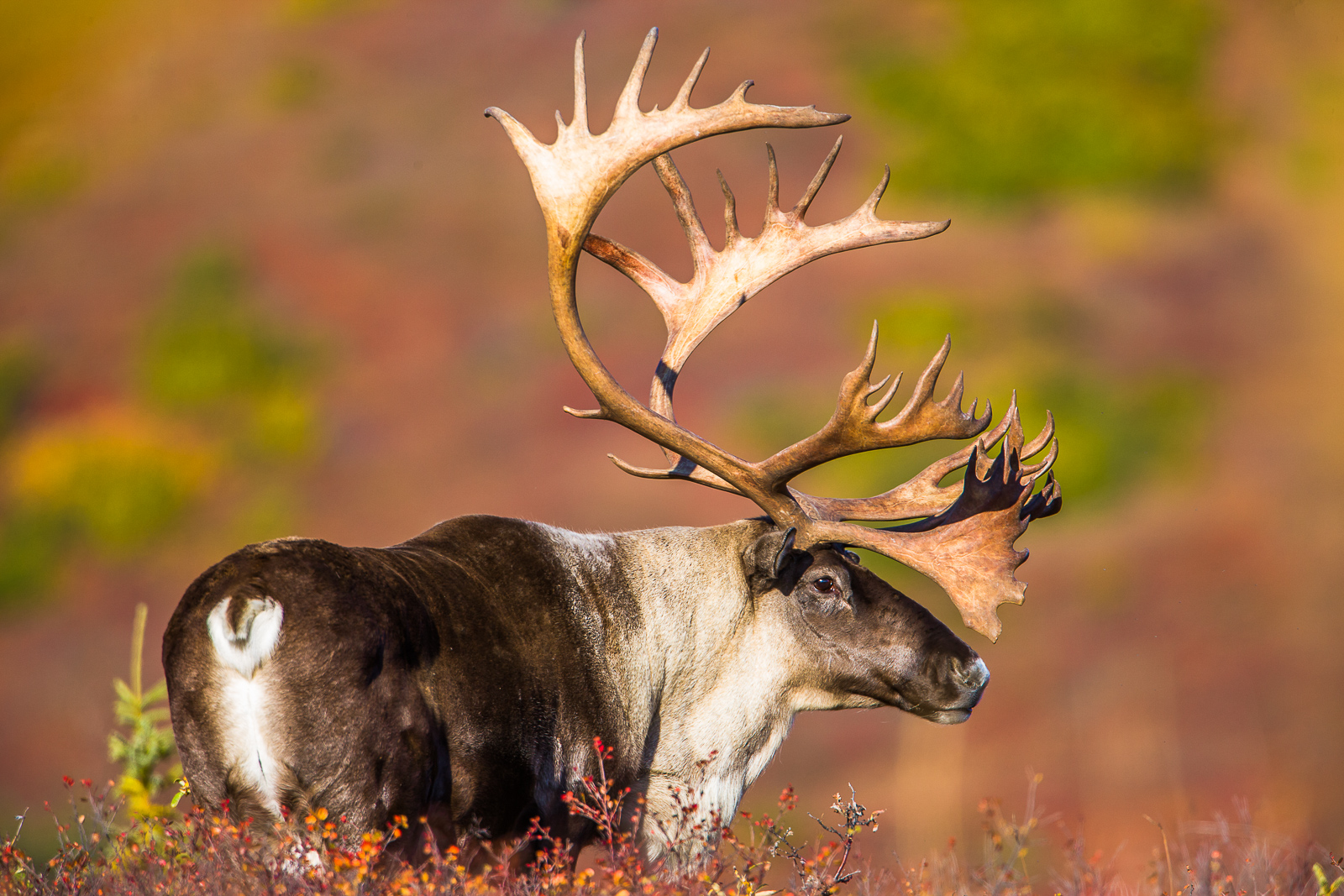 Caribou Pride Denali National Park Alaska Lance B Carter Photography