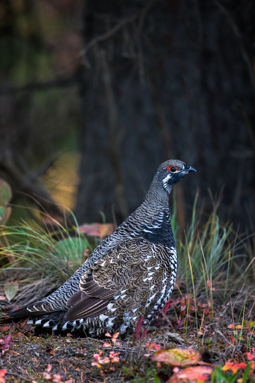 A beautiful mosaic of autumn colors highlight the Spruce Grouse's natural patterns.