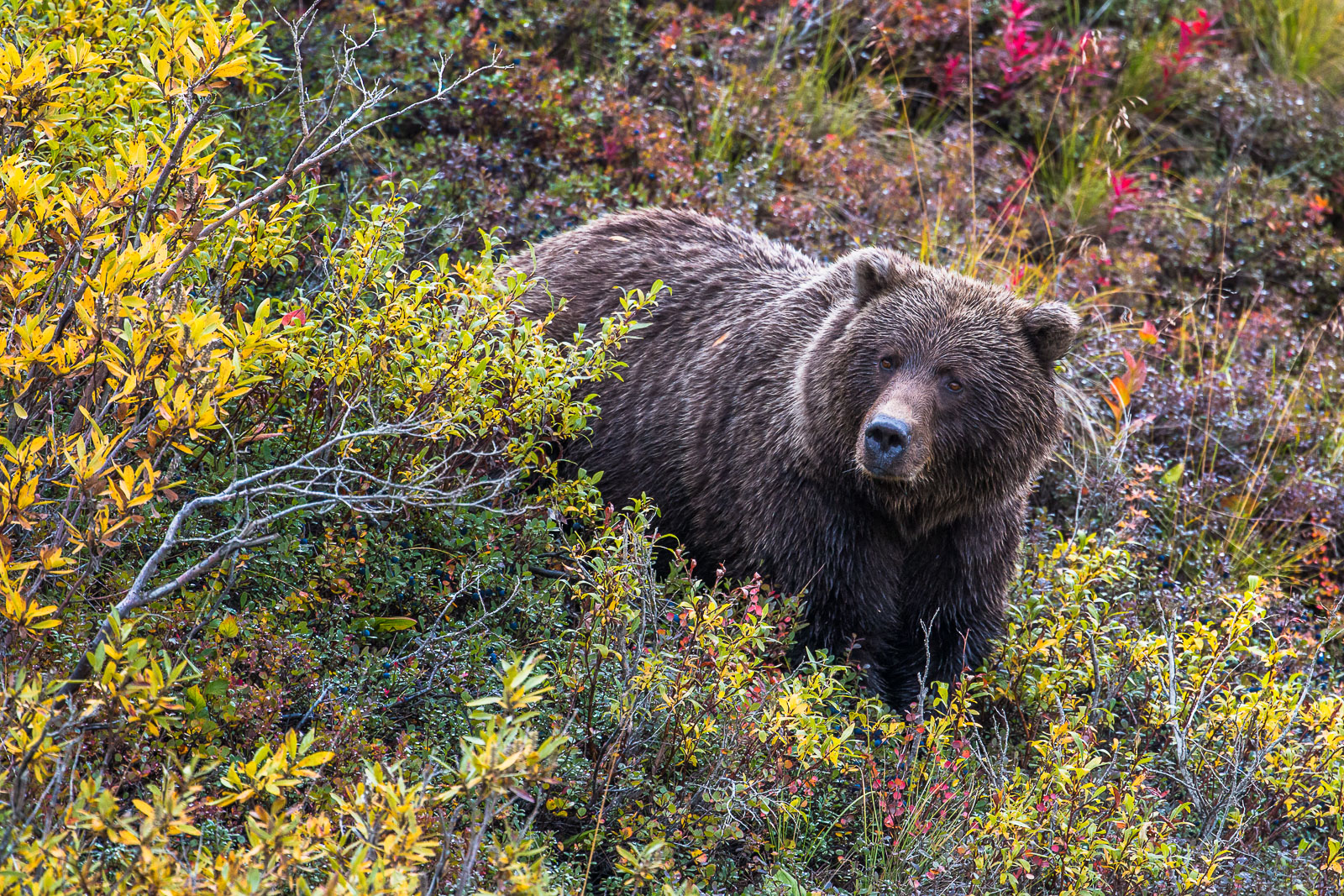 Grizzly feeding on blueberries in Denali National Park. The last few days of August already show autumns peak colors.