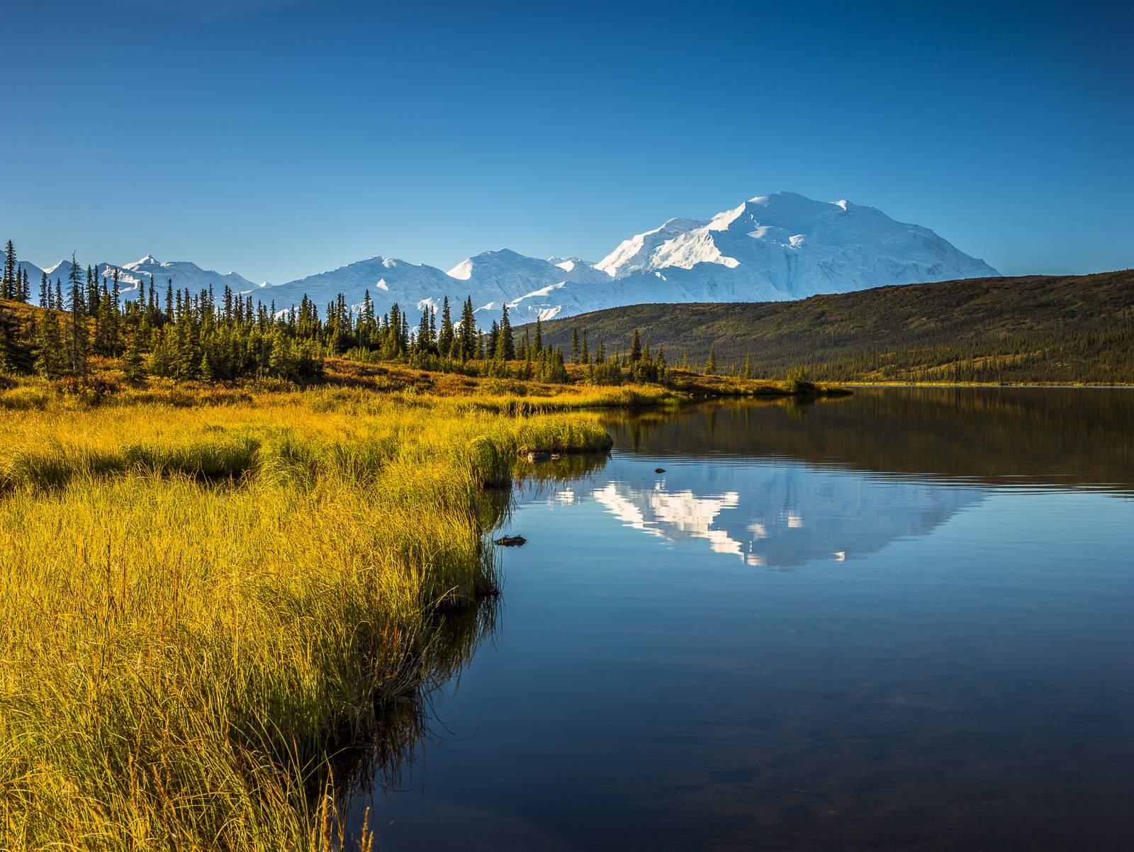 A pleasant walk along Wonder Lake leads you to beautiful views of Mount Denali.