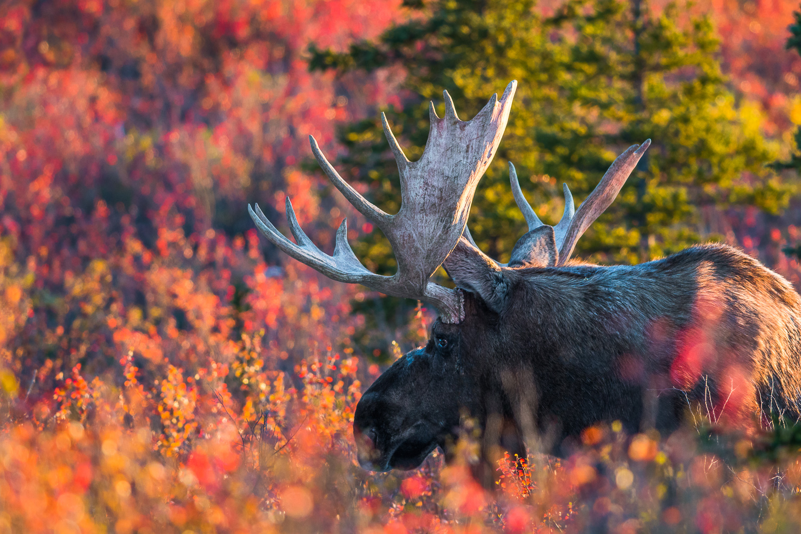First week of September autumn folliage is at its peak in Denali National Park. Moose start to gather for the seasons rut.
