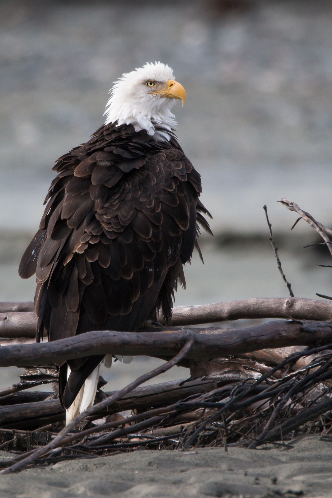 This bald eagle watches for an opportunities for a salmon catch from the flowing river. Autumn brings a large run of salmon that...