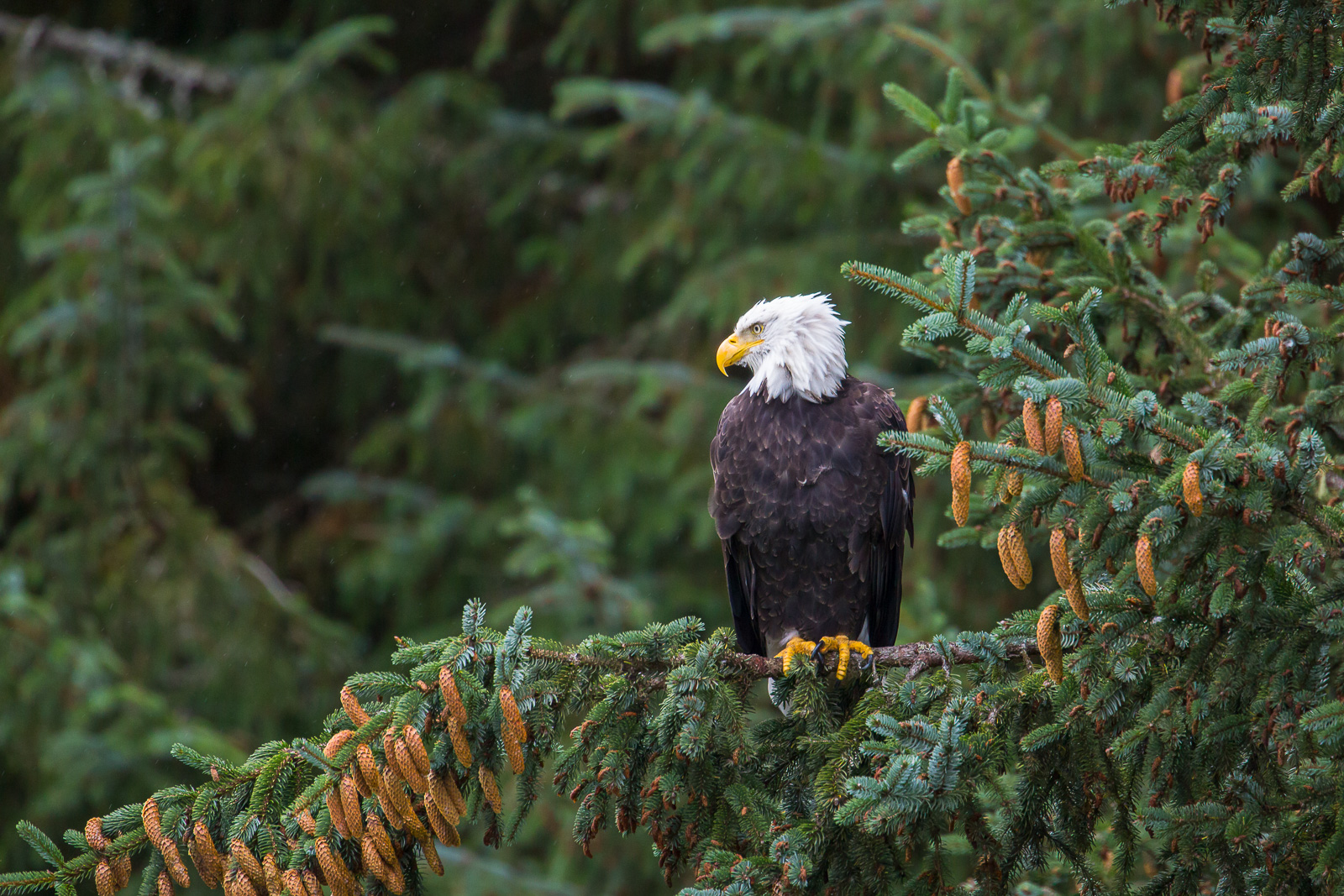 This Bald Eagle is keeping a keen eye from a perch high above the river, watching for an opportunity to grab another salmon....