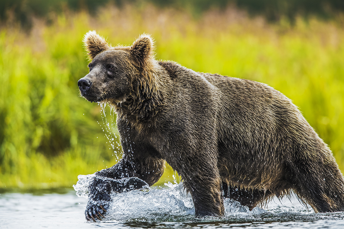 With a quick dash and a big splash the brown bears can be found in the rivers during the salmon run. &nbsp; Motivated by hunger...