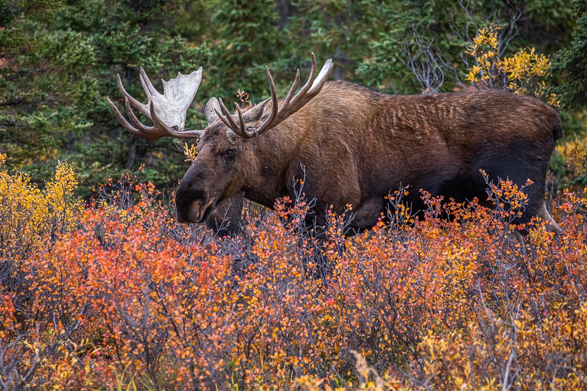 Within the famous Denali autumn reds our beloved bull moose seeks out a female companion during the beginning of the rut season...