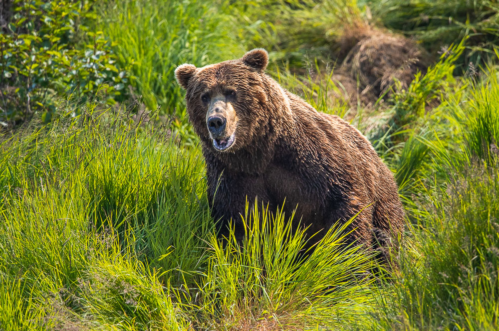 With a hungry eye on the river this brown bear is planning his return to the catch another salmon for his bulking up.&nbsp; McNeil...