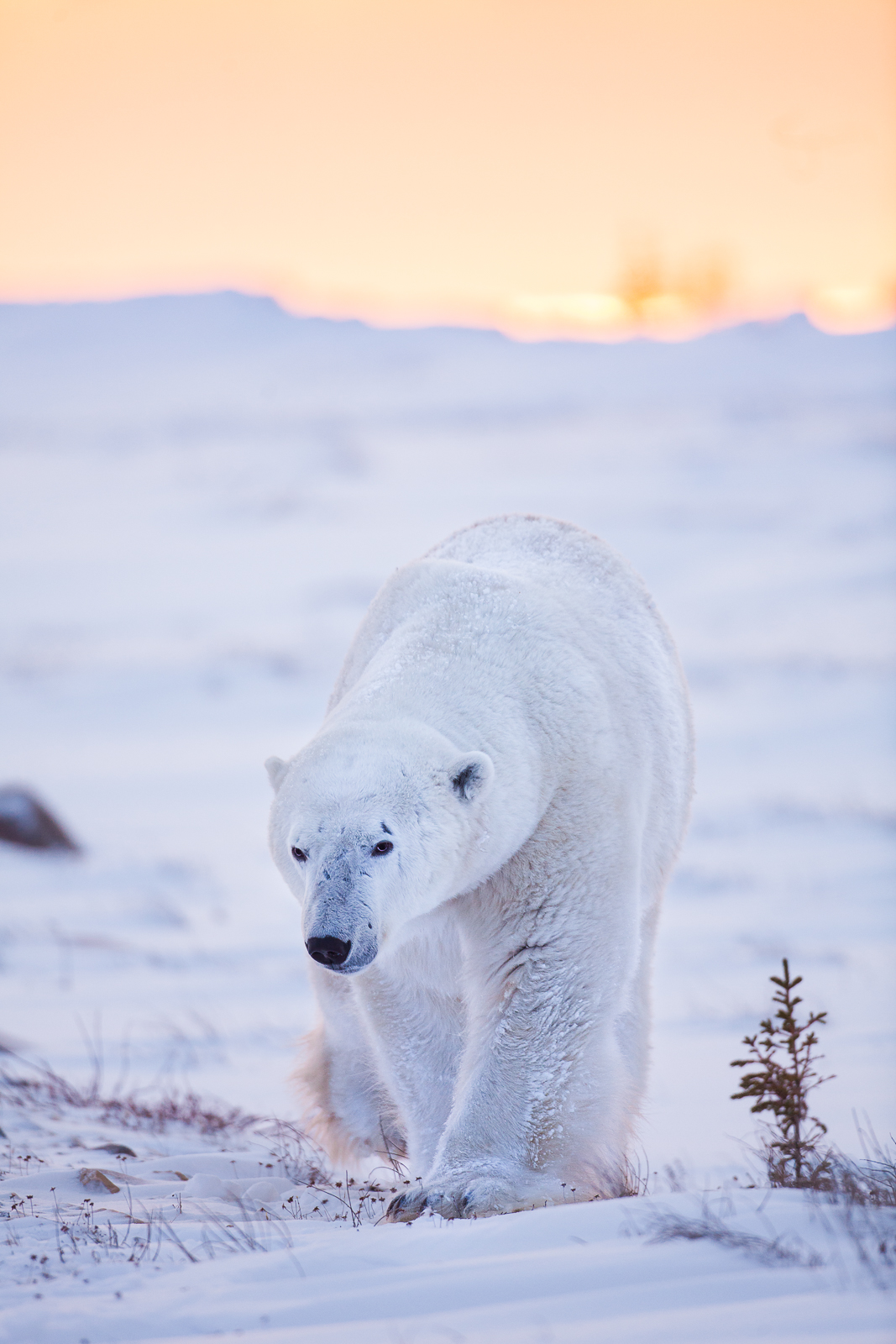 Get moving...the warrior is coming through.   This scar ridden old champ strolls towards the Hudson Bay leaving the setting sun...