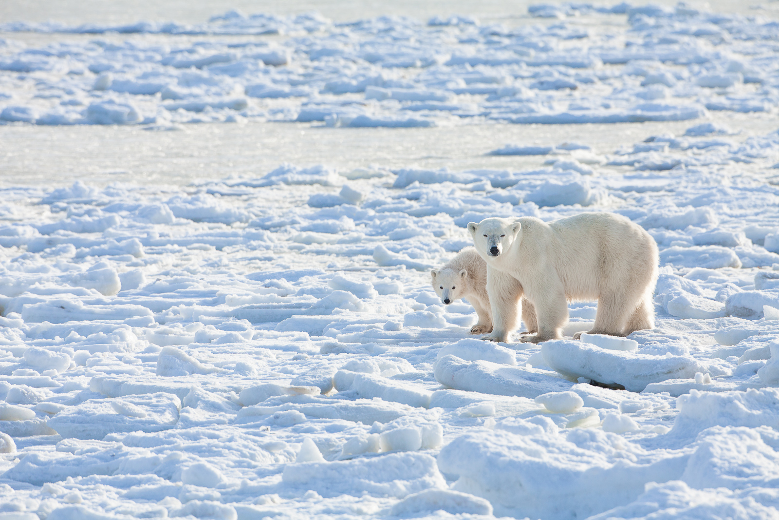 Mother walks her young out along the ice chunks left by the low tide.
