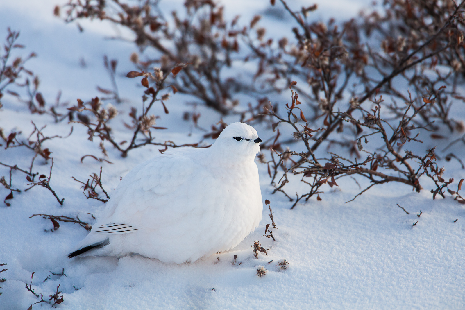 In its winter white plumage this willow ptarmigan stands a fighting chance of surviving the hunt from  the foxes, polar bears...