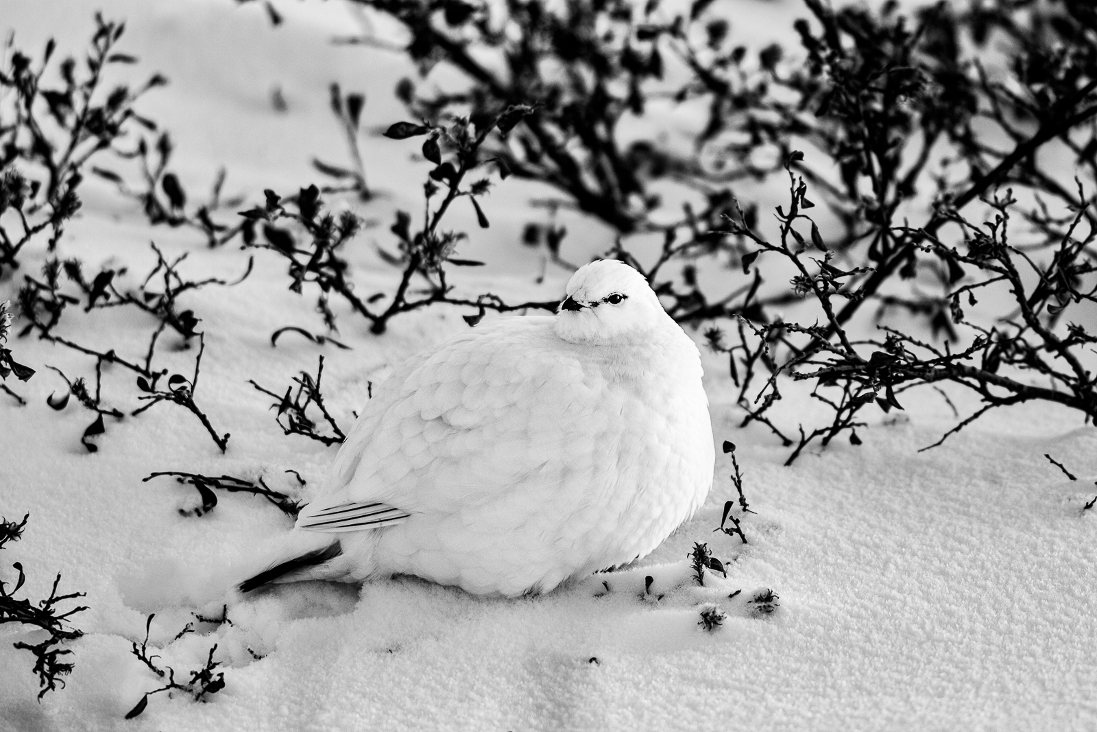 In its winter white plumage this willow ptarmigan stands a fighting chance of surviving the hunt from the foxes, polar bears...