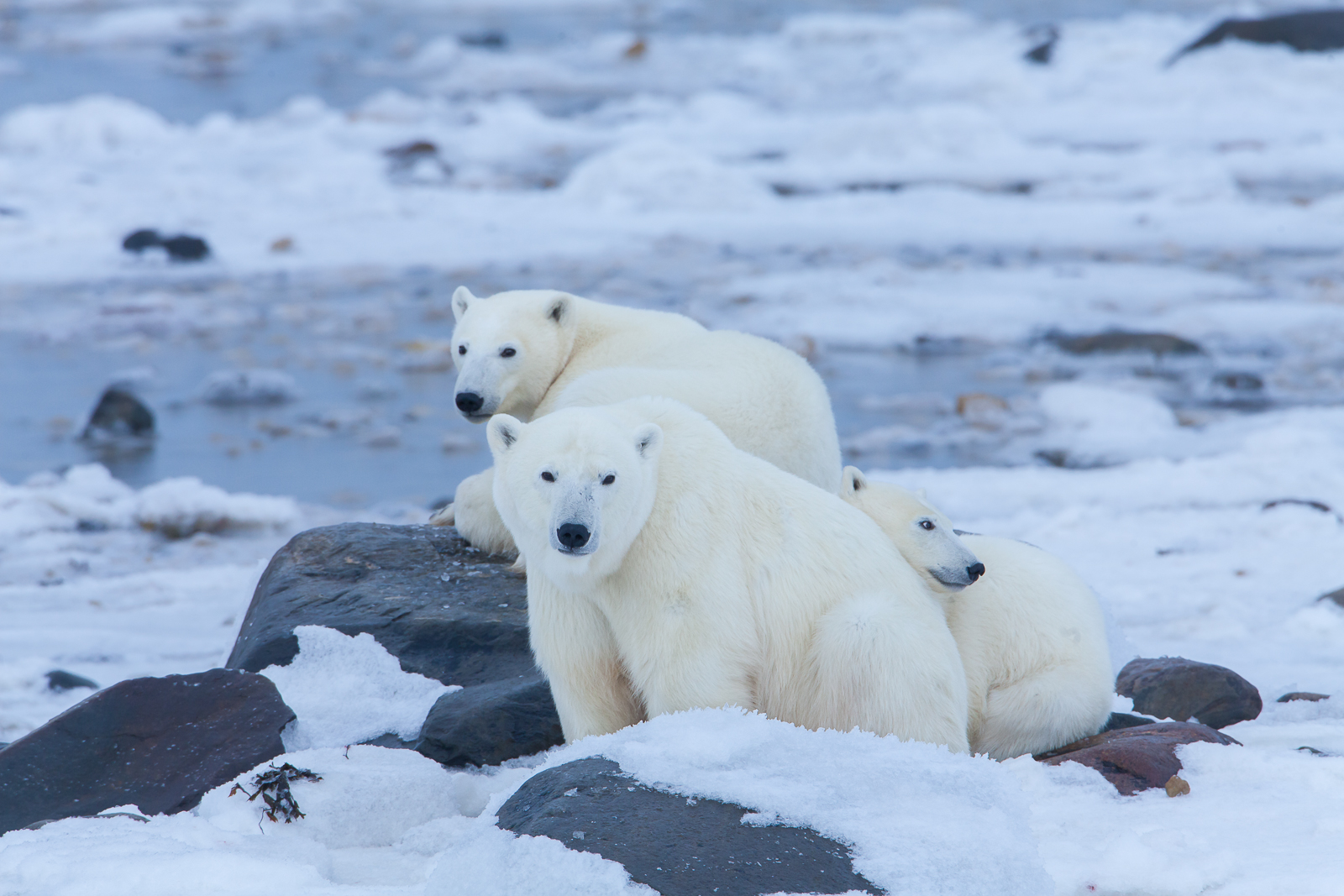 Young family  waiting for the ice to finish forming and to begin the seal hunt of the season.