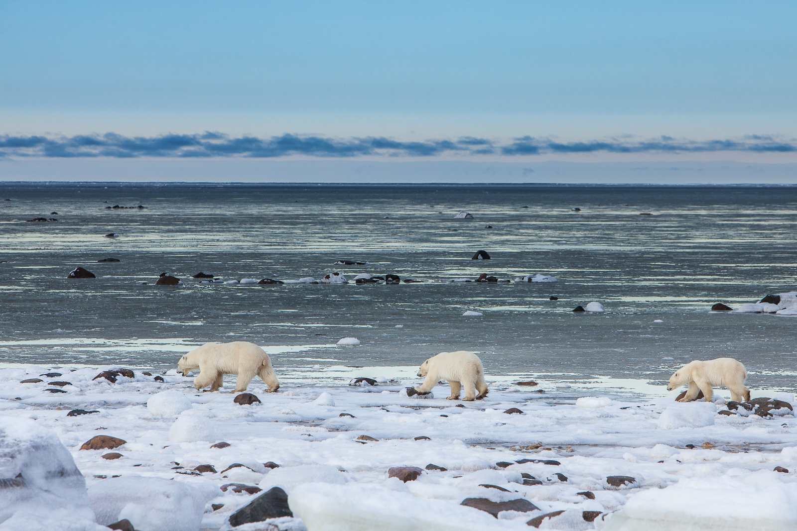 Polar Parade Strolling along the Hudson on a cool winter day. Where oh where are my seal now?