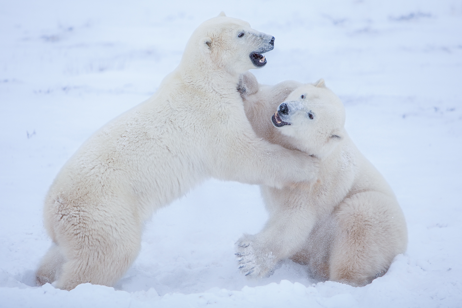 These two polar bears fight as part of the training and to pass time as they wait for the ice to come into the Hudson Bay....