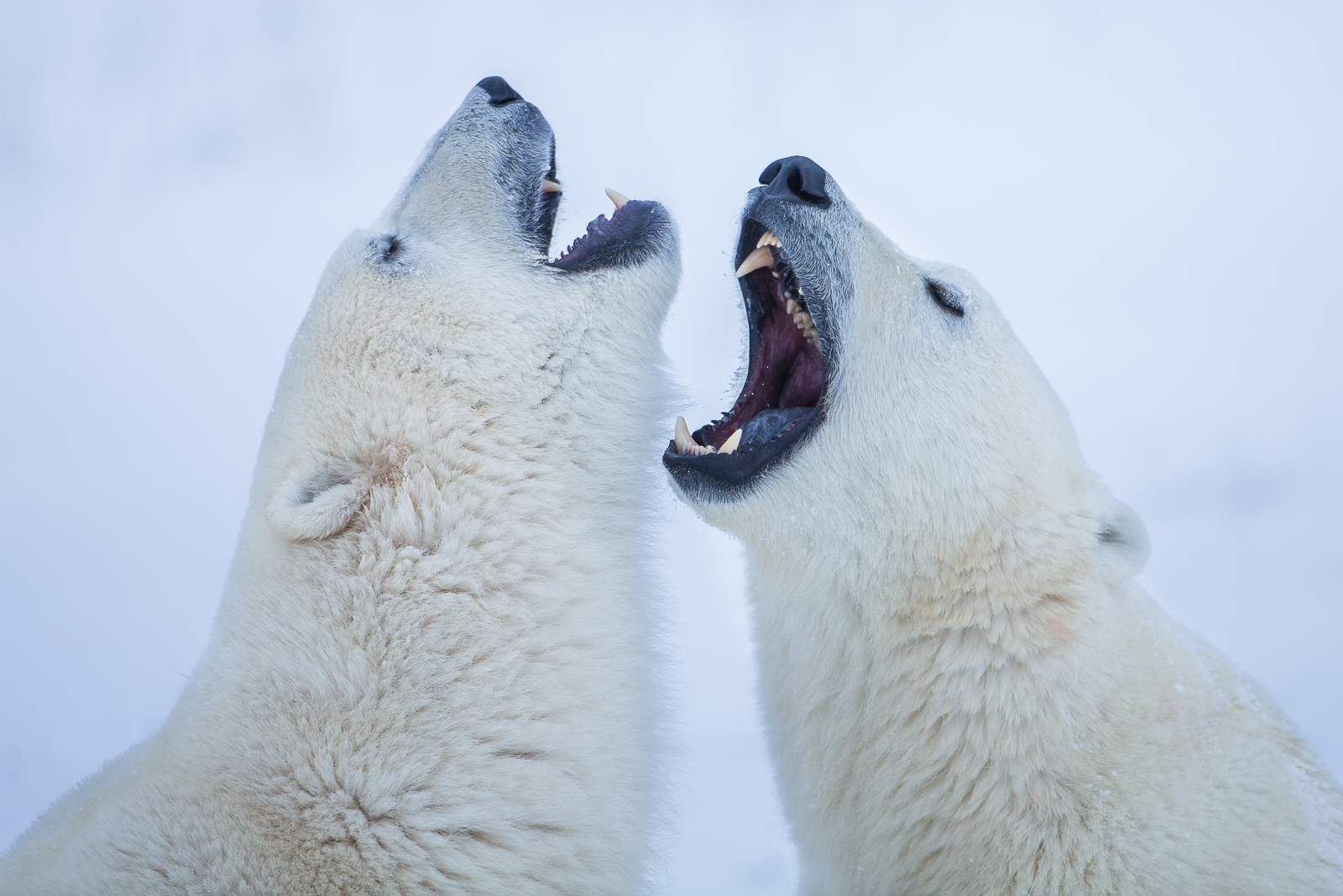Singing in the cold air the brothers share a moment from brawling.