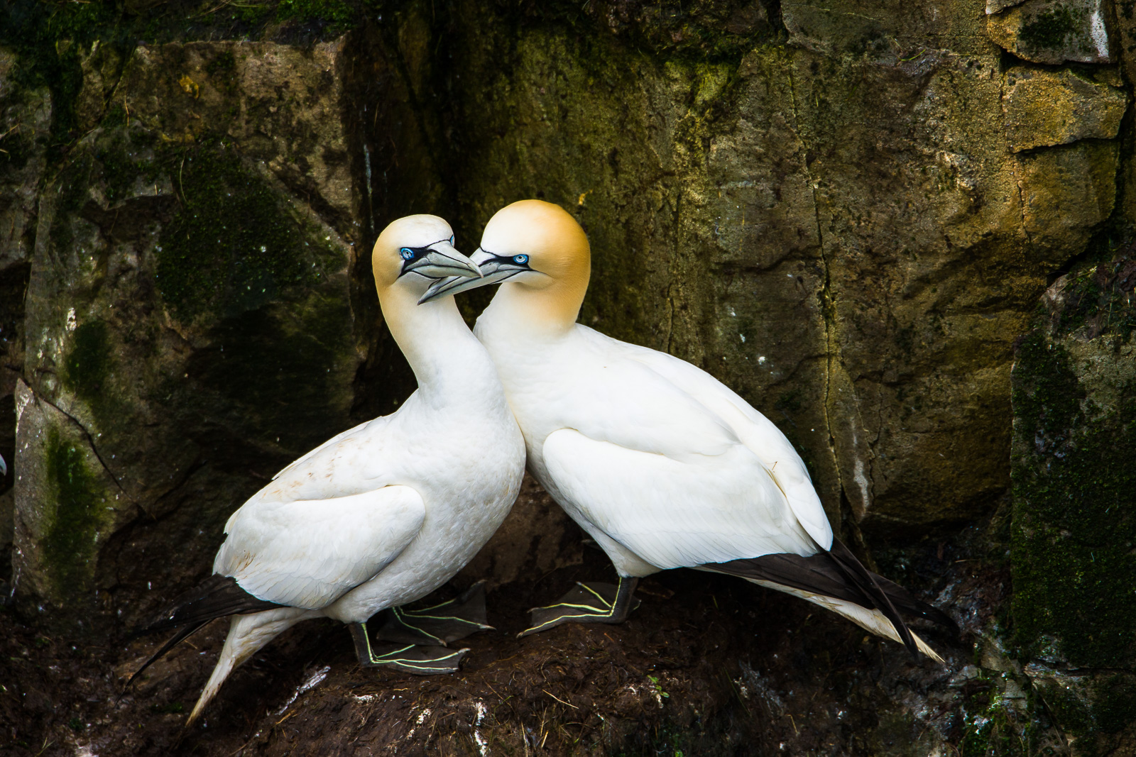 Northern Gannets have an intensity to them that I can't get away from.   Their eyes pull you in.   This pair along the  edge...