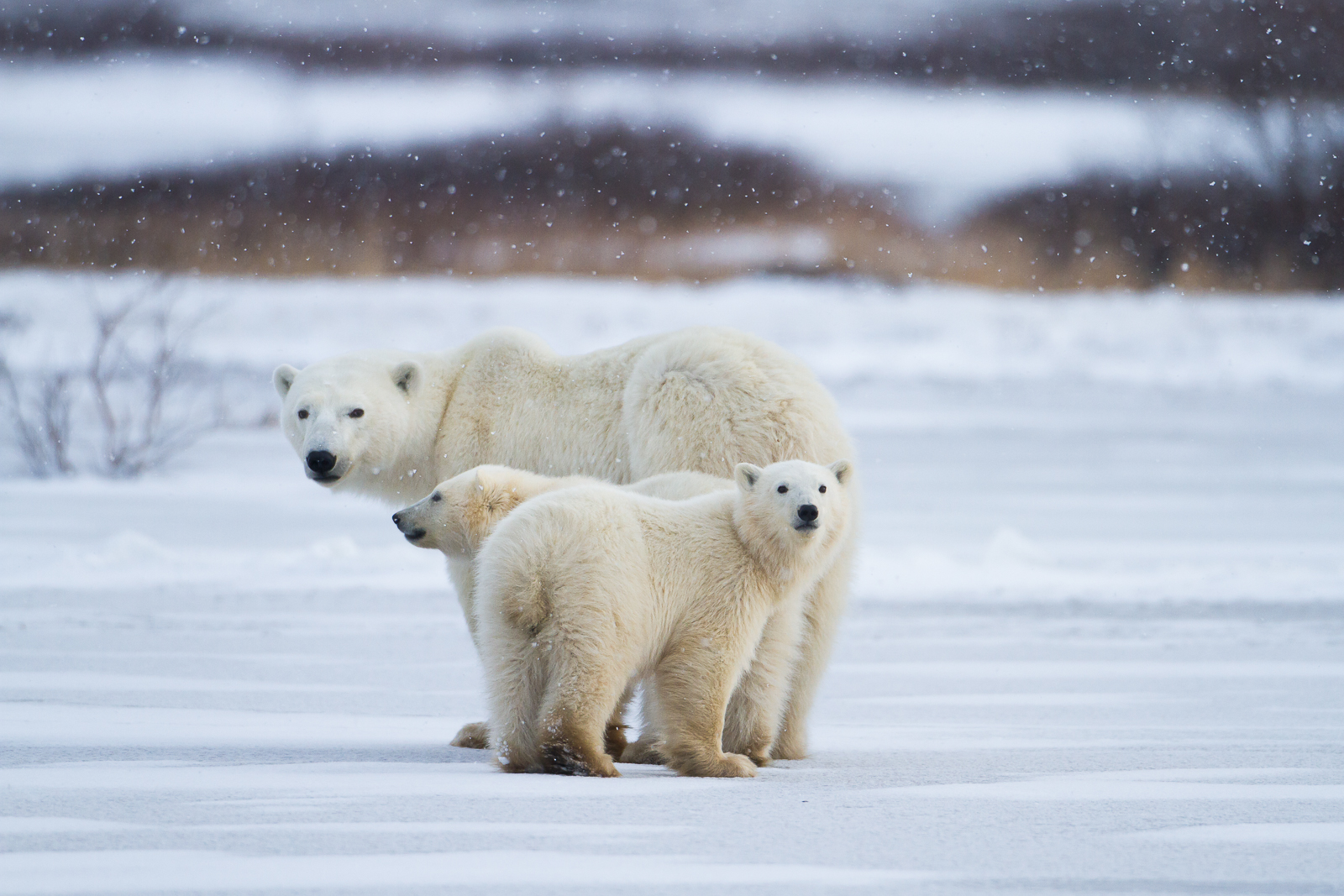 Mother polar bear keeps her young close.   Larger male polar bears are her most concern during the first two years of the cubs...