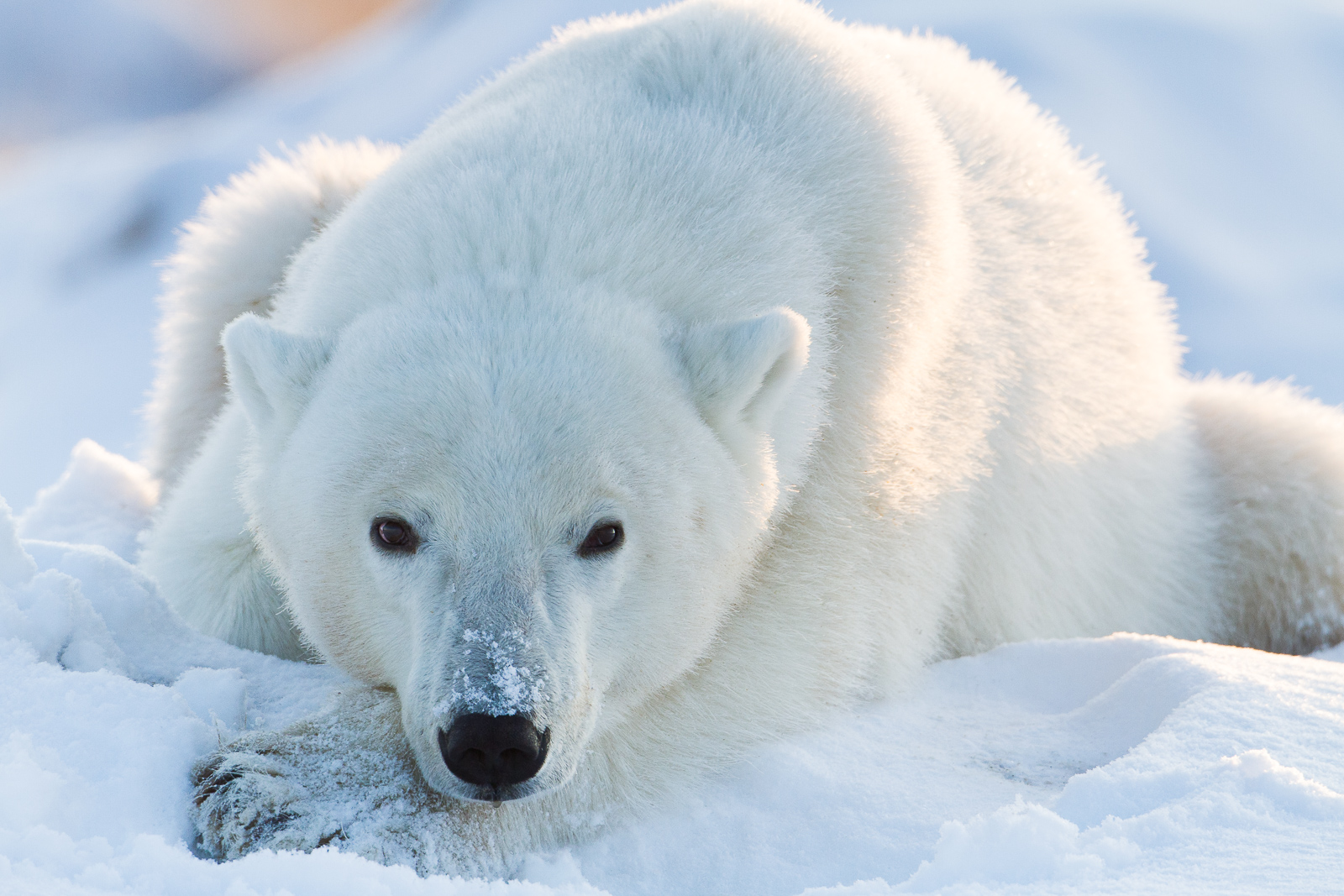 Up on the perch and playfully staring back this young polar bear enjoys the fresh snow of the new winter season.