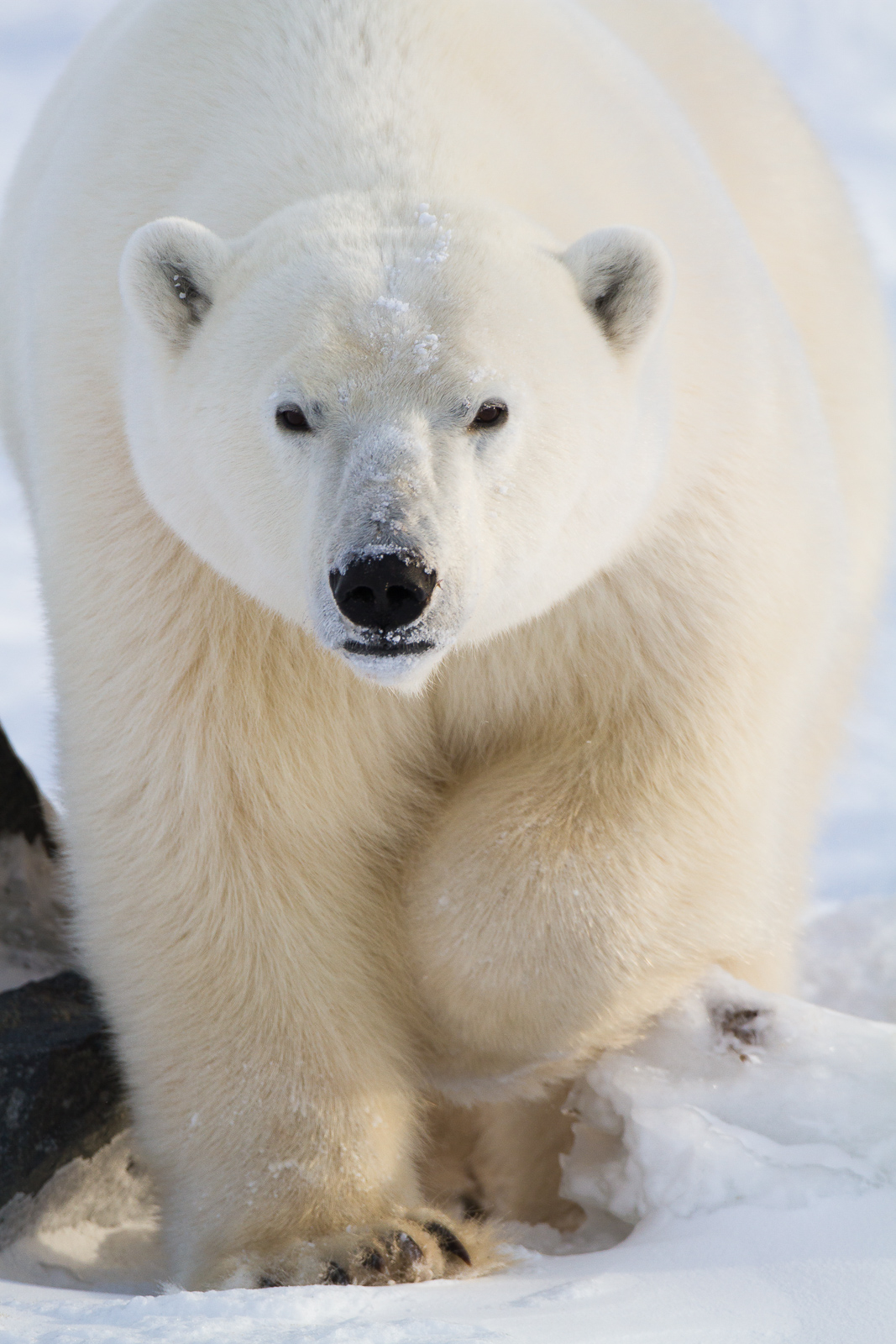 Out on the prowl for that well needed meal this giant polar bear strolls on in for a closer look.   Late autumn the Hudson Bay...