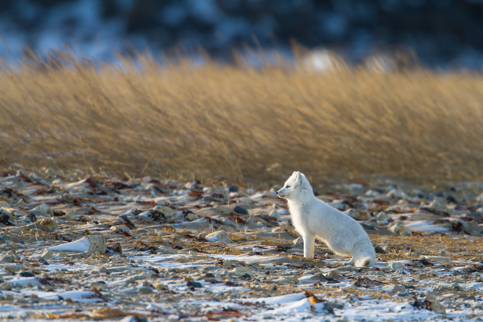 With a winter white coat on this Artic Fox is out and about, fully dressed for the season.