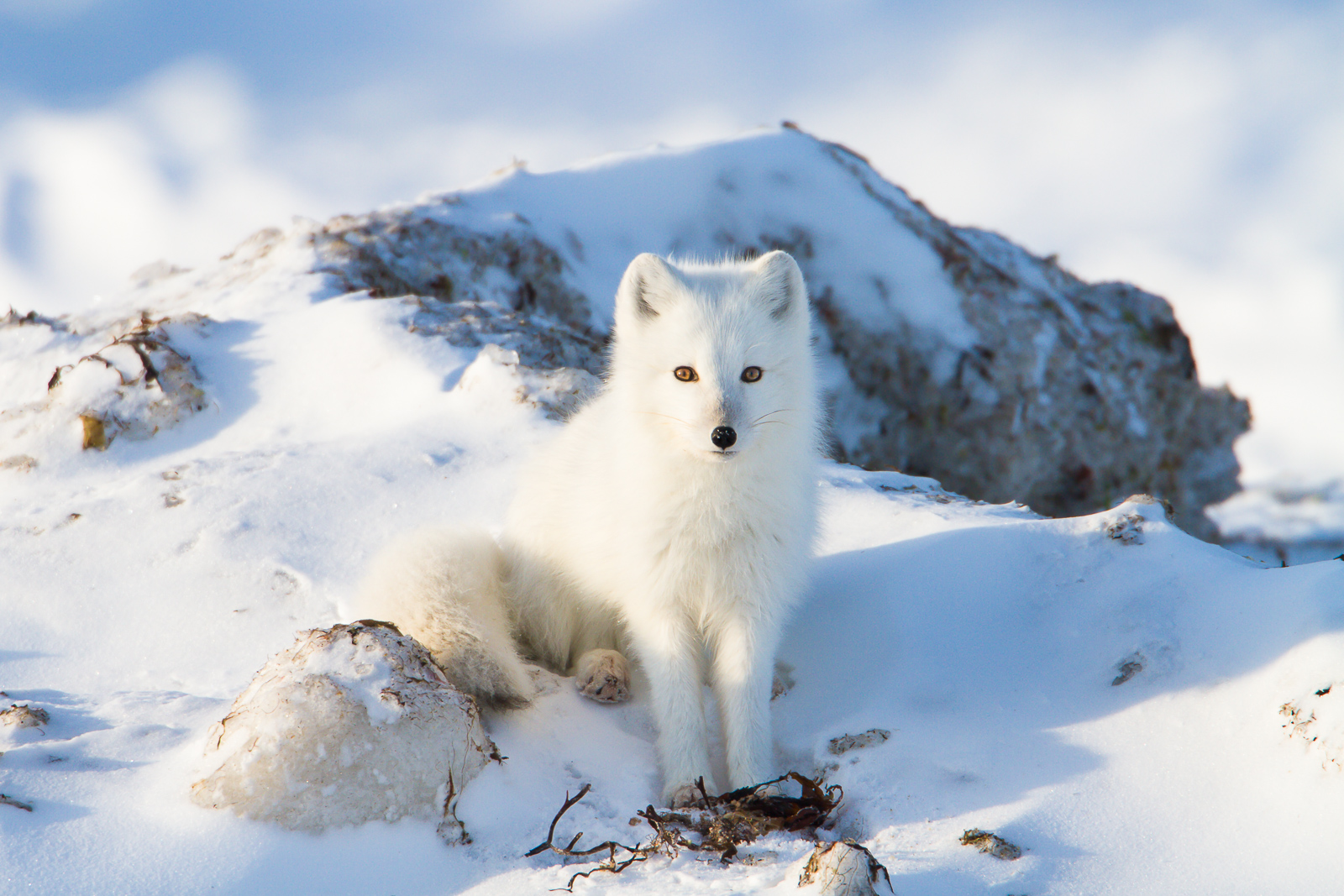 When one is dressed in white you must pose for the audience. The Artic Fox have a wide variety diet from fish to seaweed and...