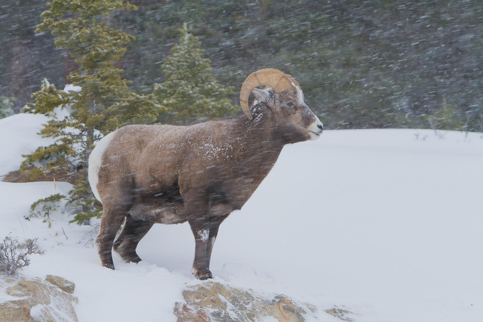 Facing the new snow head on.  After a season of feeding in preparation for the cold months ahead this sturdy Big Horn Sheep is...