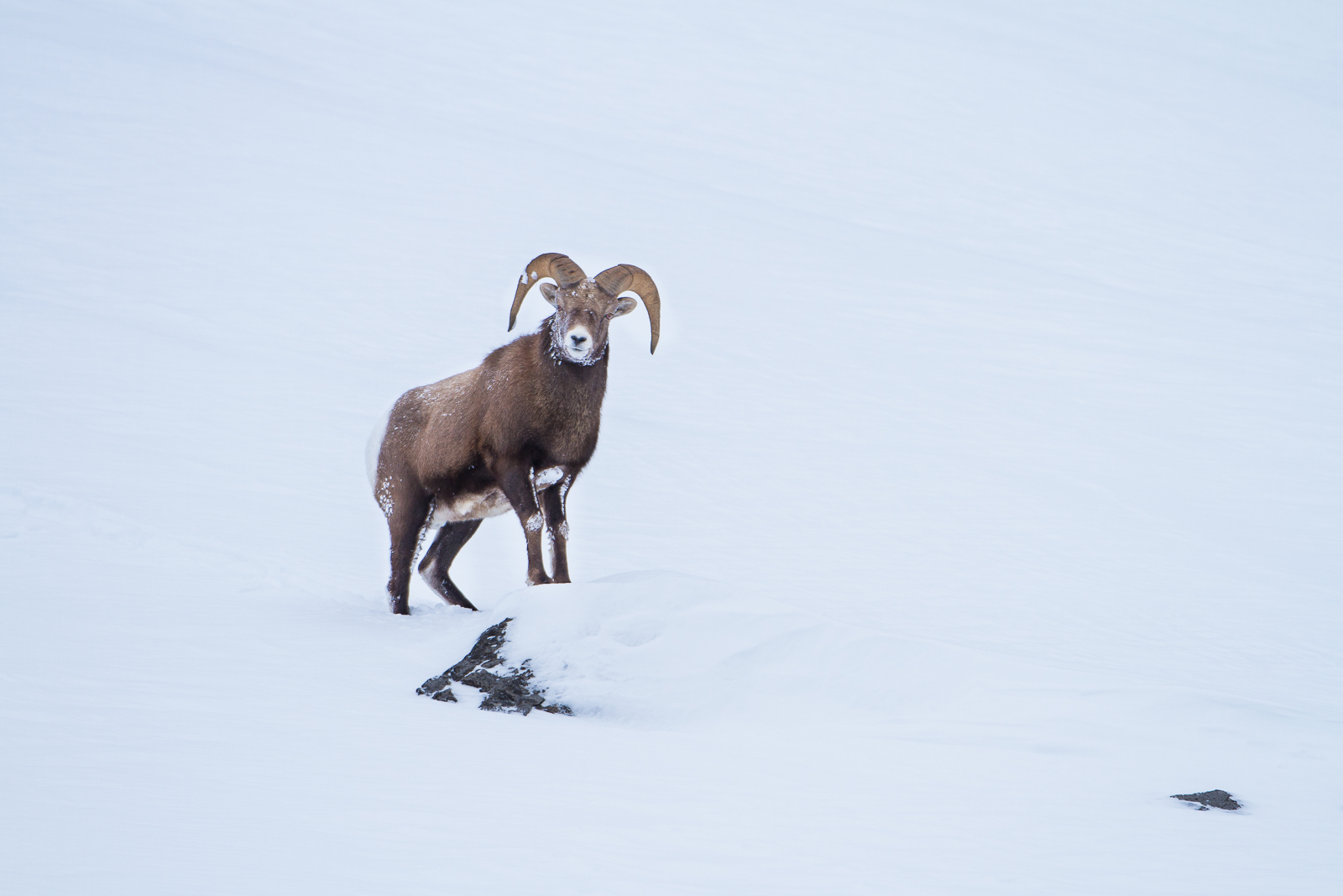 This Bighorn Sheep pauses his climb to check out his surroundings.   They cannot easily move through deep snow.  Generally found...