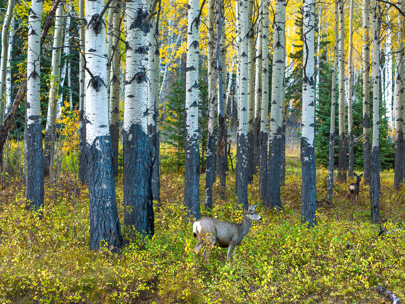 A pair of deer roam through an Alice in Wonderland forest scene.    Jasper never stops amazing me!