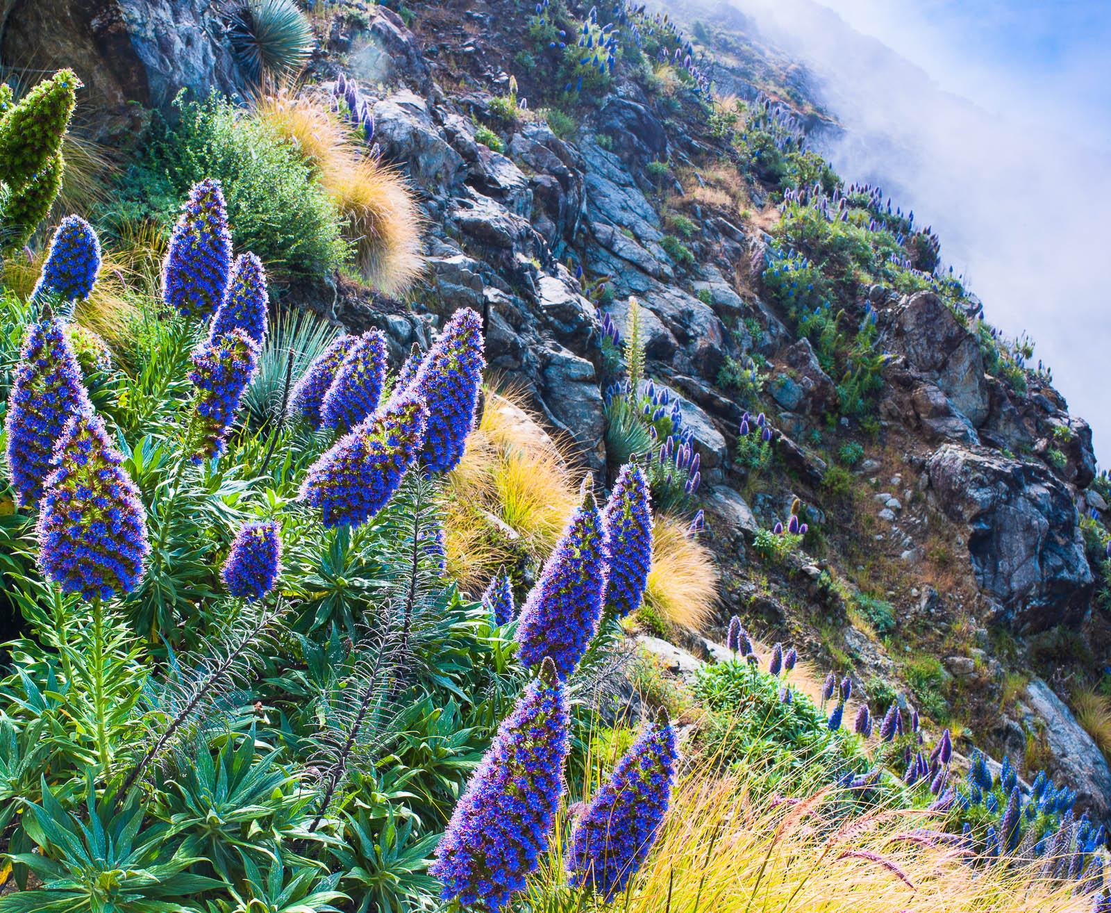 Once in a rare while you get a season of unbelievable blossoms. The steep cliffs of Big Sur along the coast of California is...