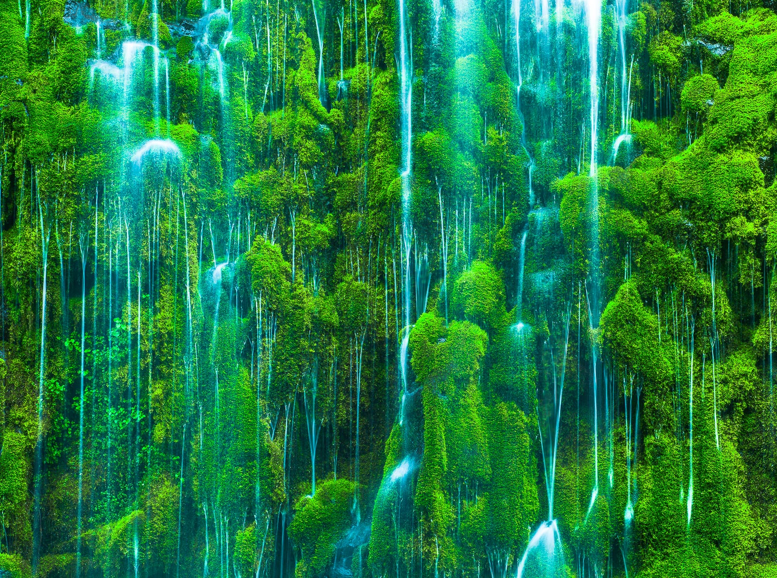 A rainy day hike down the train tracks leading to a treasure of green