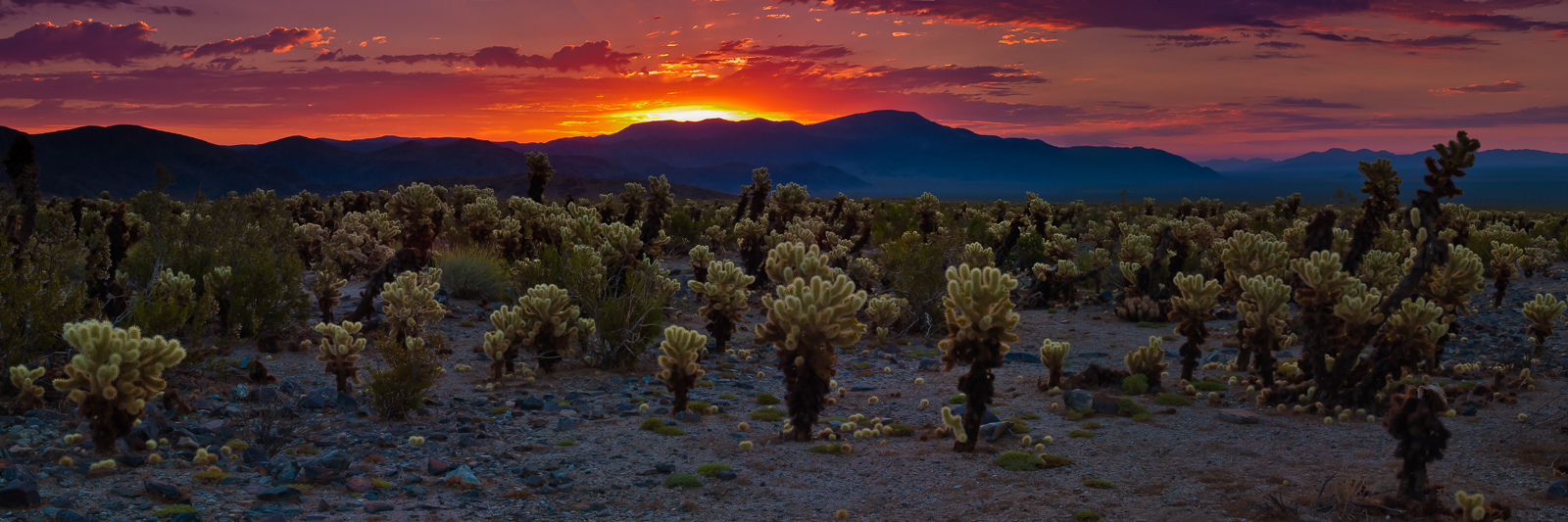 Cholla cactus greet the beginning of a new day as the sun stretches over the Mojave Desert.