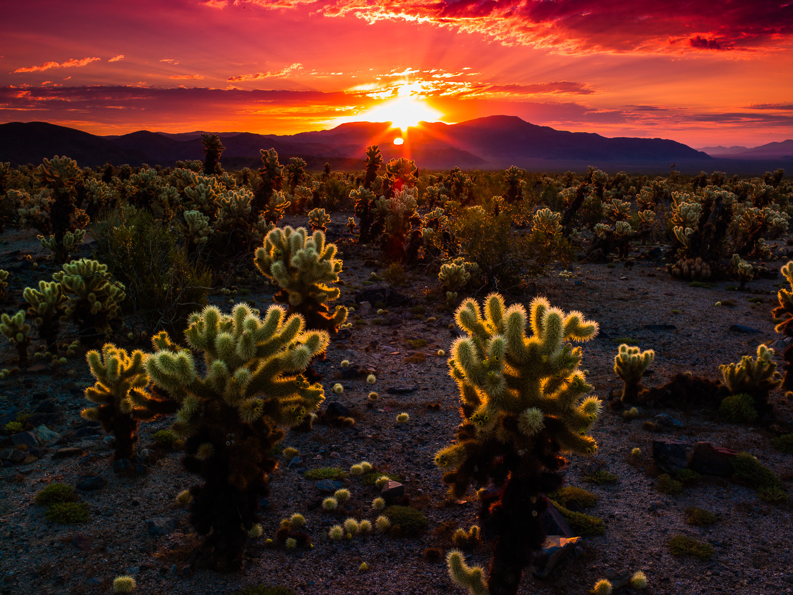 Cholla cactus needles reach up and grab the first rays of sunrise as they crescent the mountain.