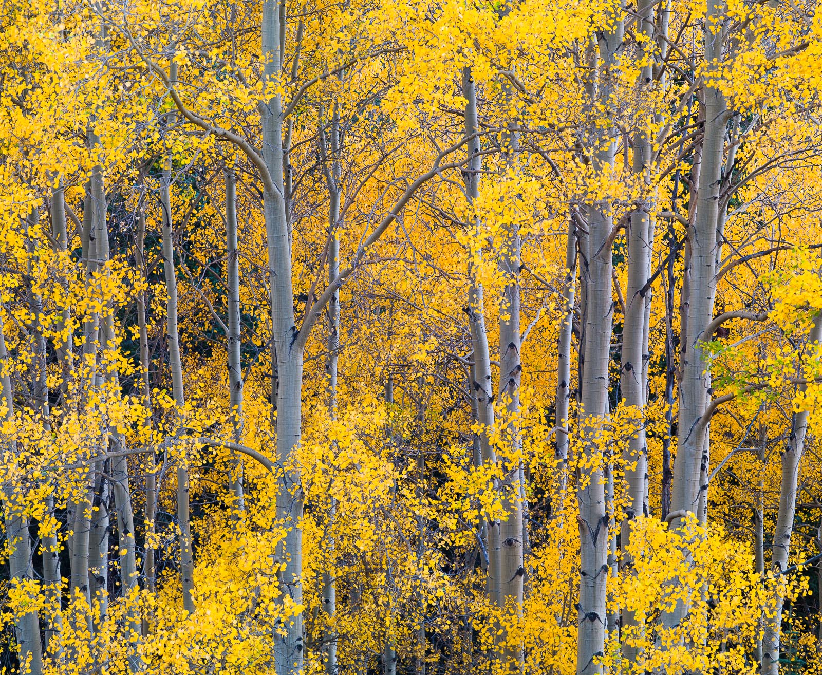 High up in the Uncompahgre National Forest the aspen trees shine with gold and silver.   A site I never tire of.
