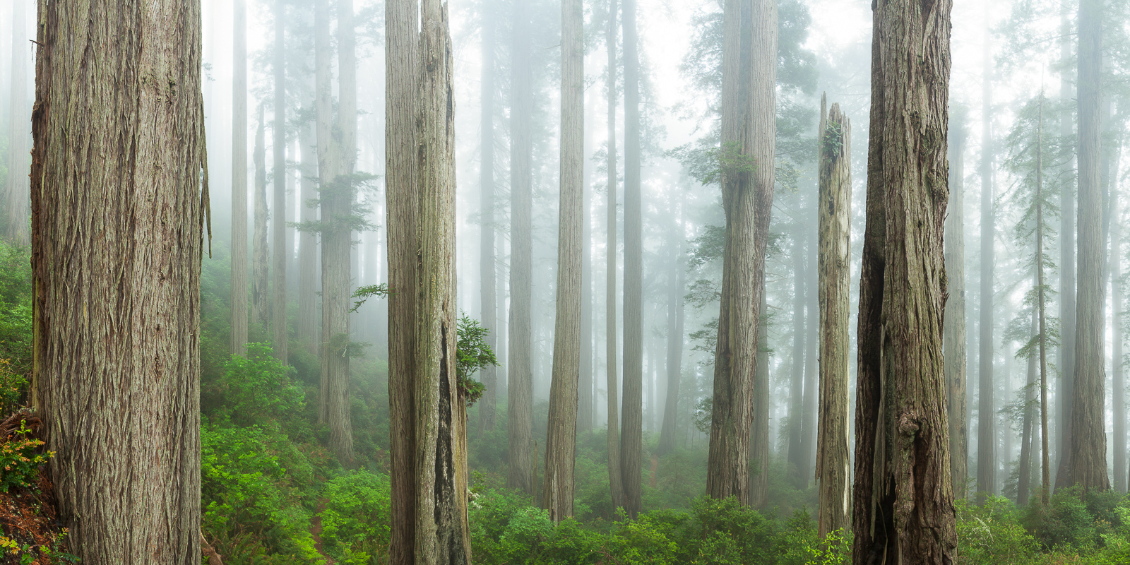 One can hear the distant ocean and the Hermit Thrush singing as the morning fog reveals the giant redwood trees.