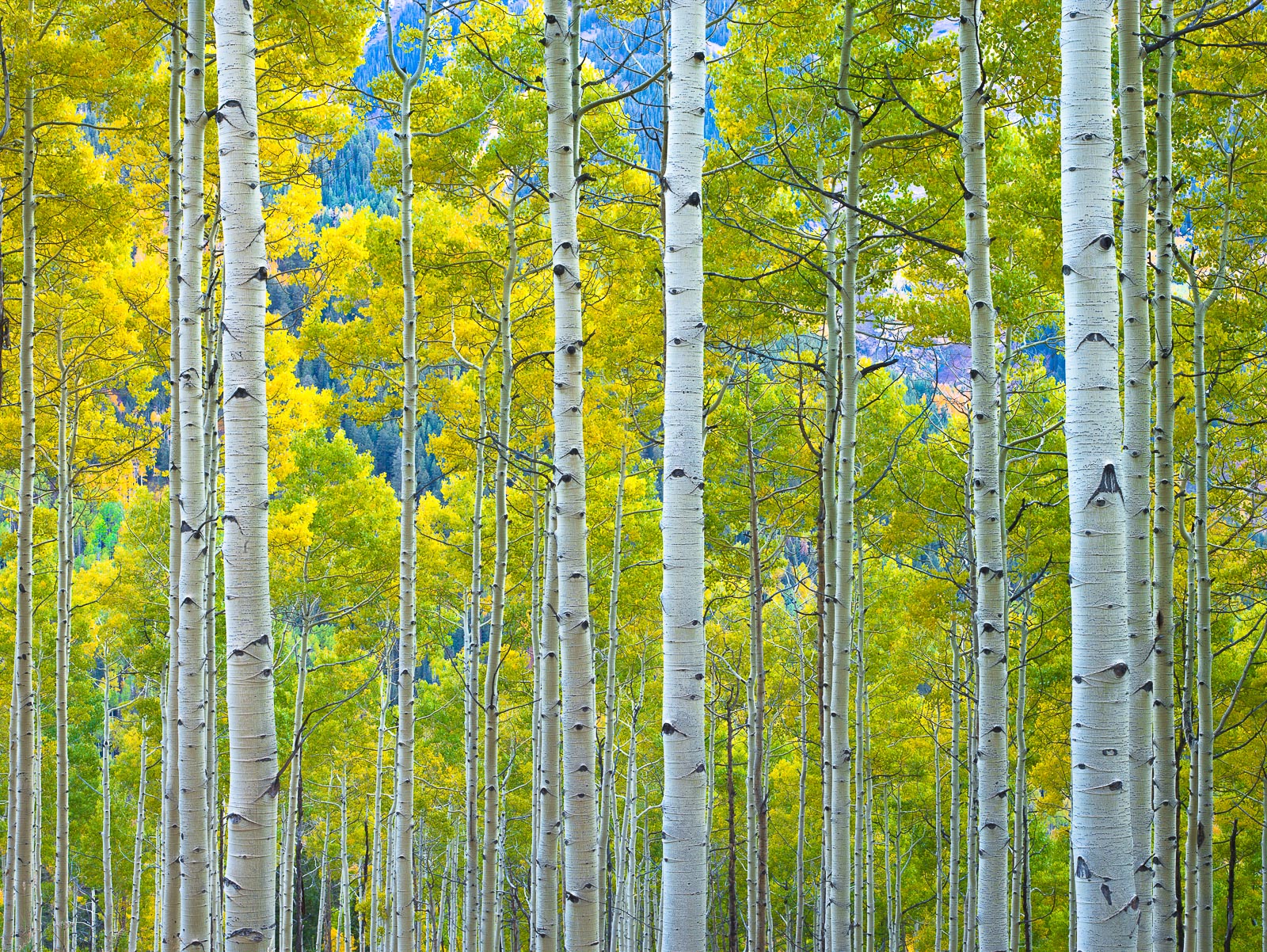 Autumn brings many things but in Aspen its the magic of the trees in full bloom.
