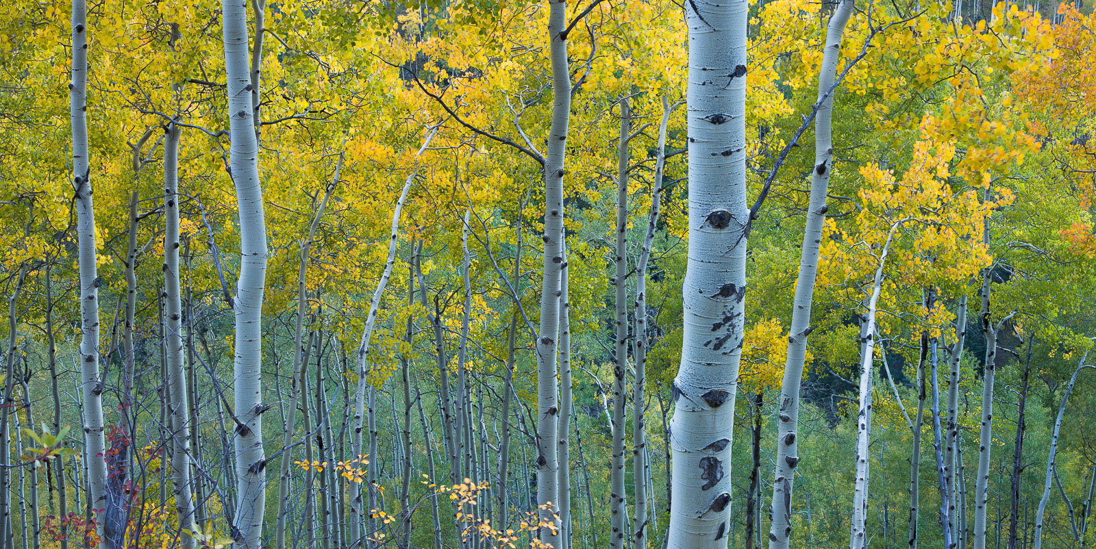 Among the valleys of Aspen the trees seem to bend towards the light trying to capture each ray.