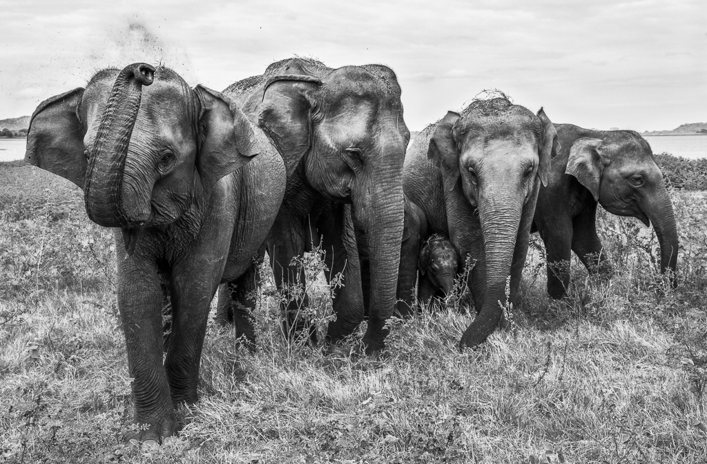 Safety is key to survival!&nbsp; This elephant herd keeps their new member close by as they make their way back to the forest...